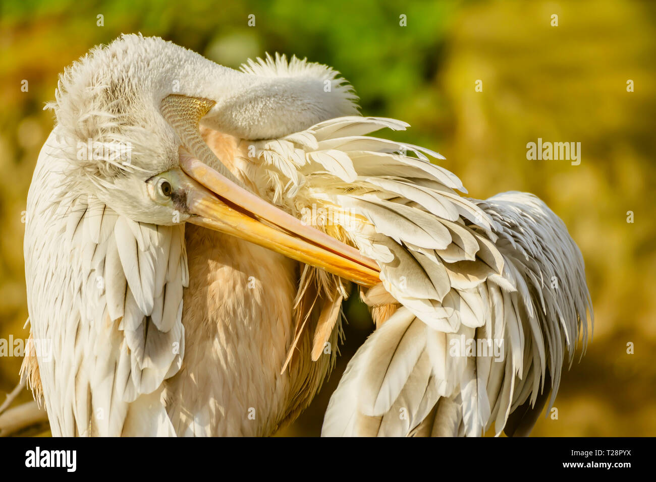 Close up, profile portrait of pelican cleaning its feathers while bowing his head.Blurred, natural background and copy space.Wildlife photography.Bird. Stock Photo
