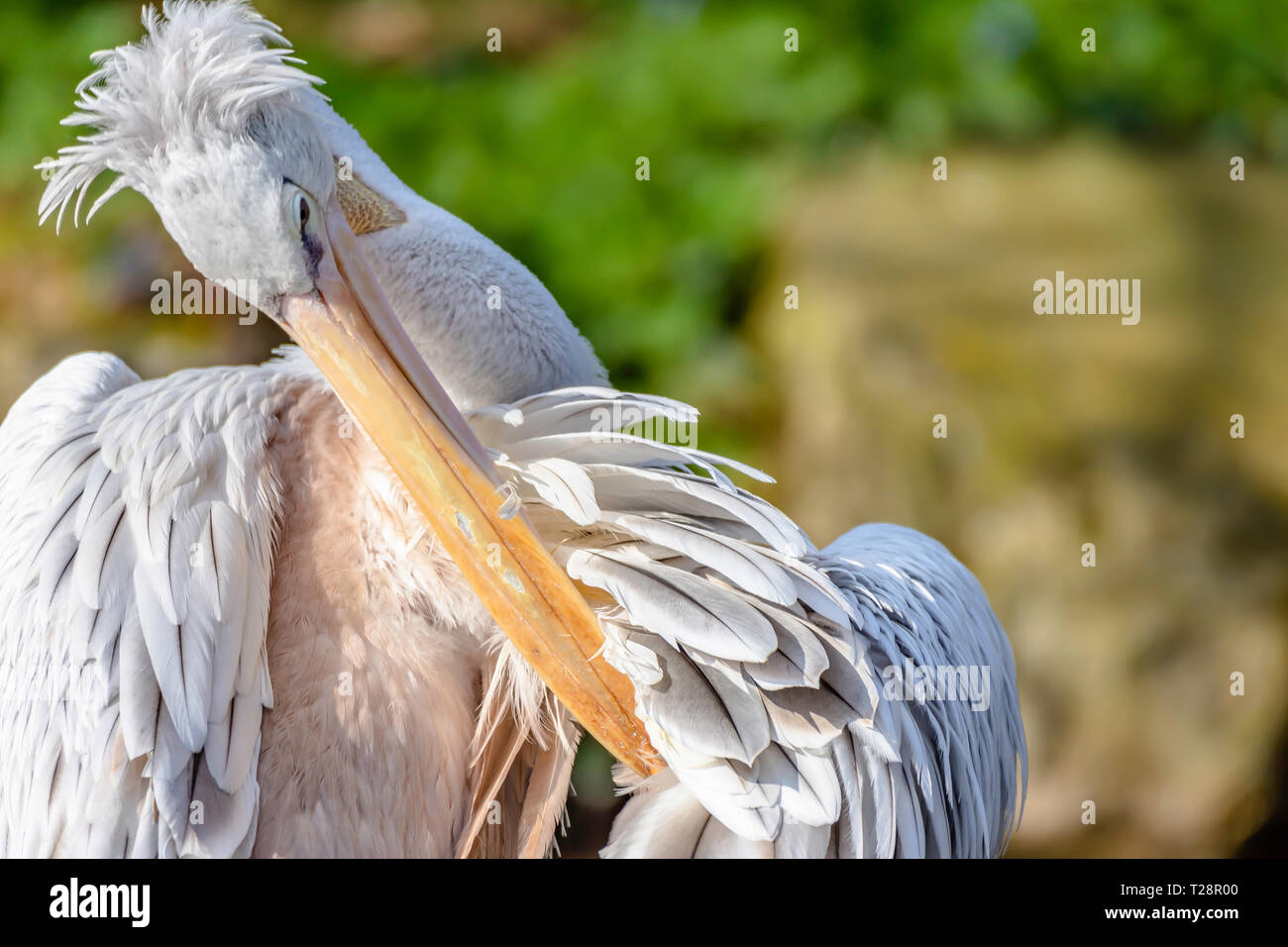 Close up, profile portrait of pelican cleaning its feathers.Blurred, natural background and copy space.Wildlife photography.Majestic, large bird. Stock Photo