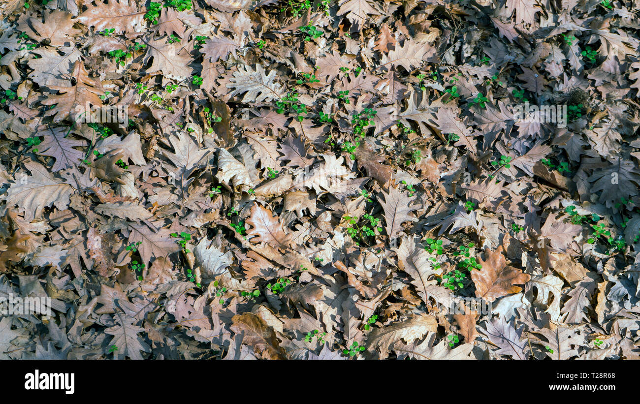 Oak leaves on the ground background Stock Photo - Alamy