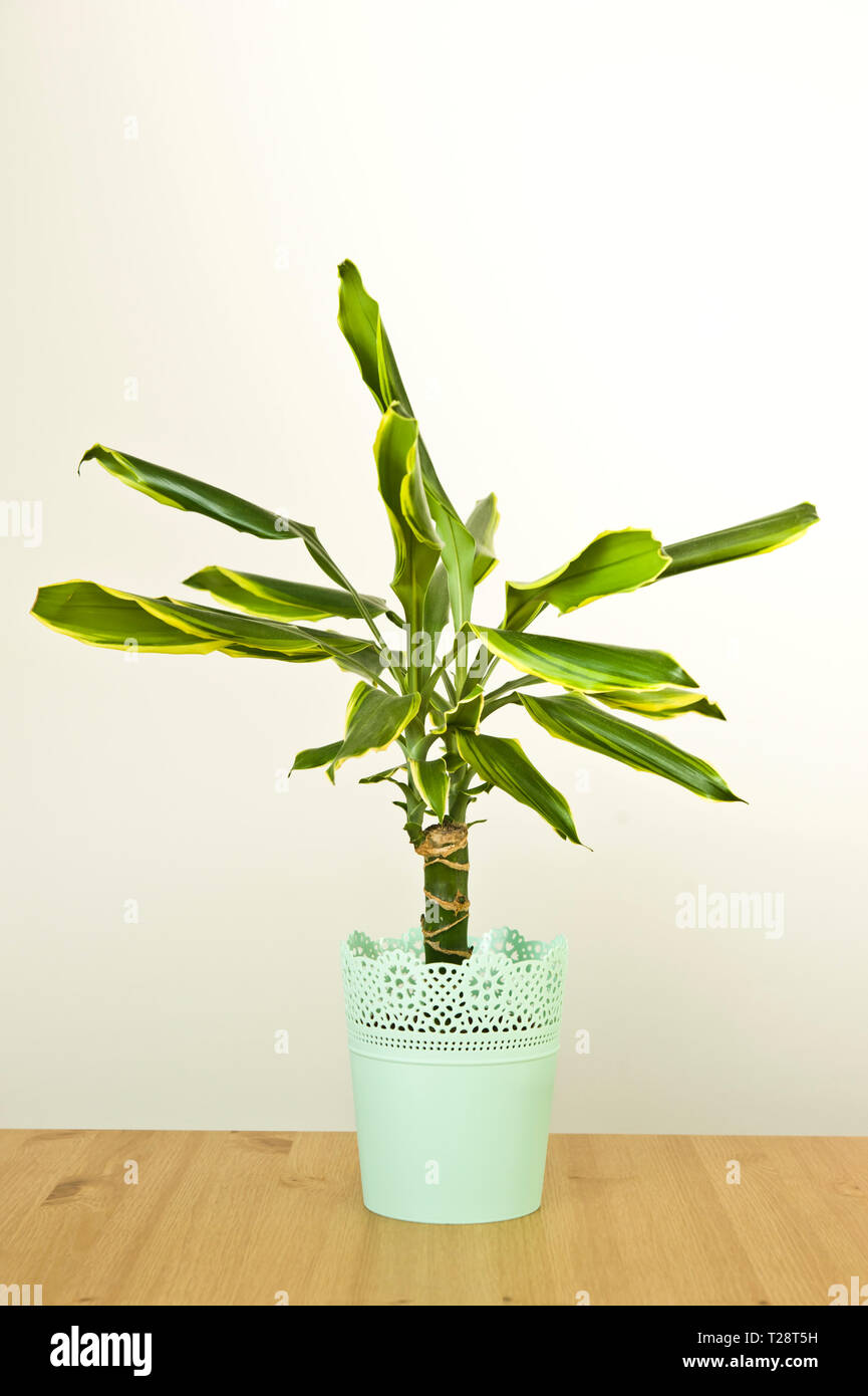 Dracaena plant in vase, wilting Stock Photo