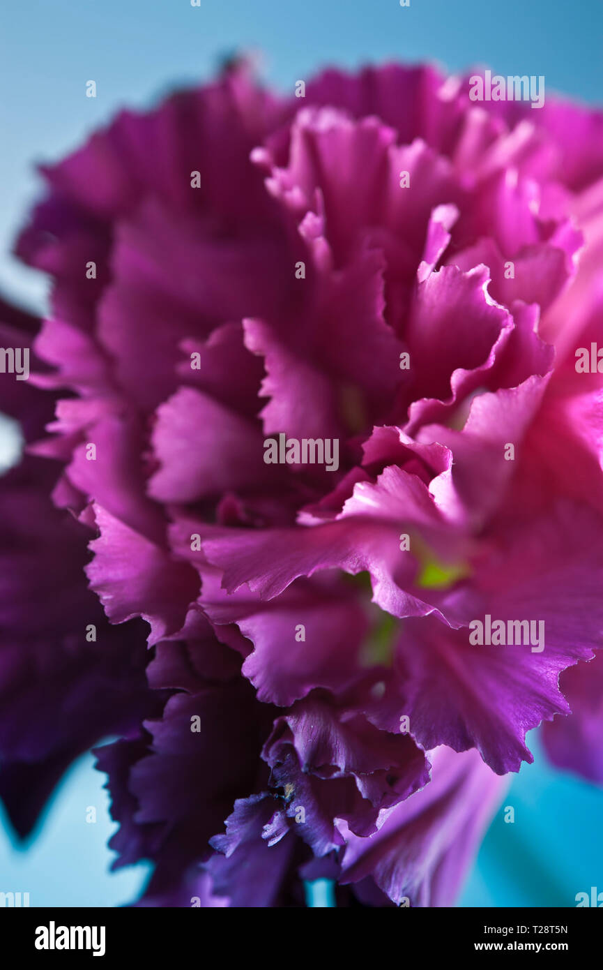 macro detail of a Carnation flower Stock Photo Alamy