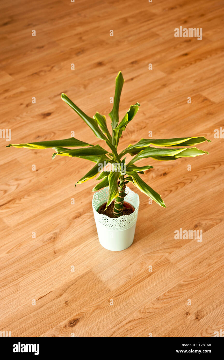 Dracaena plant in vase, wilting Stock Photo