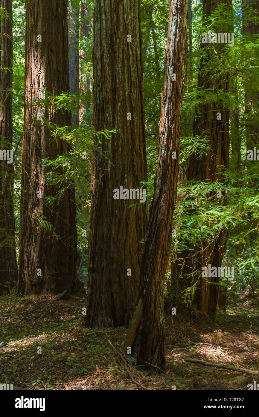 Armstrong Redwoods Stock Photo