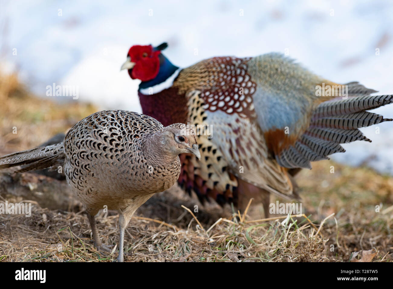 A rooster and a hen pheasant on a winter day in South Dakota Stock