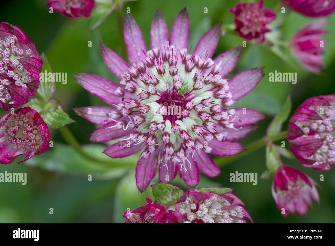 Astrantia major Ruby Wedding Stock Photo Alamy