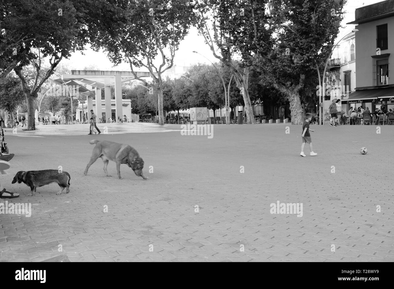 Dogs and children playing on the street Stock Photo