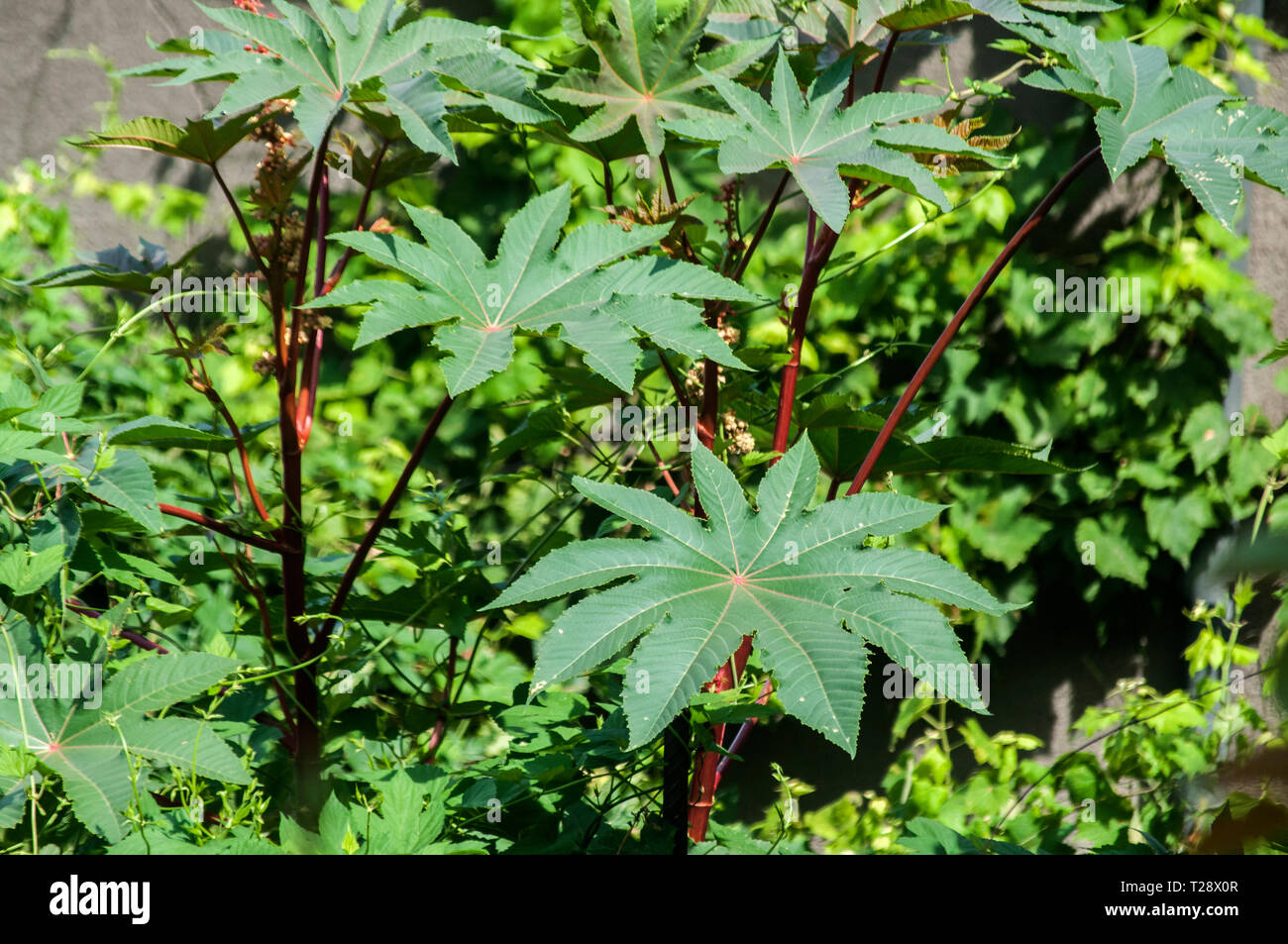 Castorbean ricinus communis hires stock photography and images Alamy
