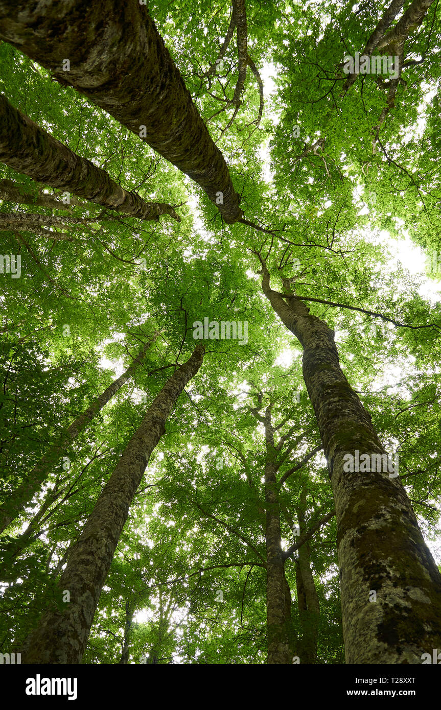Bottom view of the treetops of European beech (Fagus sylvatica) tree forest at SL-NA 54C Los Paraisos-Erlan trail (Irati Forest, Navarre, Spain) Stock Photo