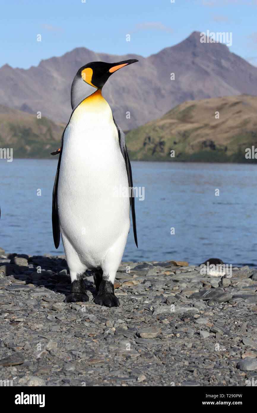 King penguins- South Georgia- Fortuna Bay Stock Photo - Alamy