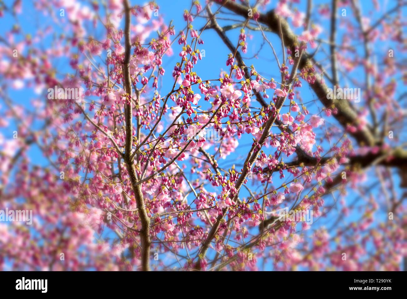 Cherry blossoms over blue sky background Stock Photo - Alamy