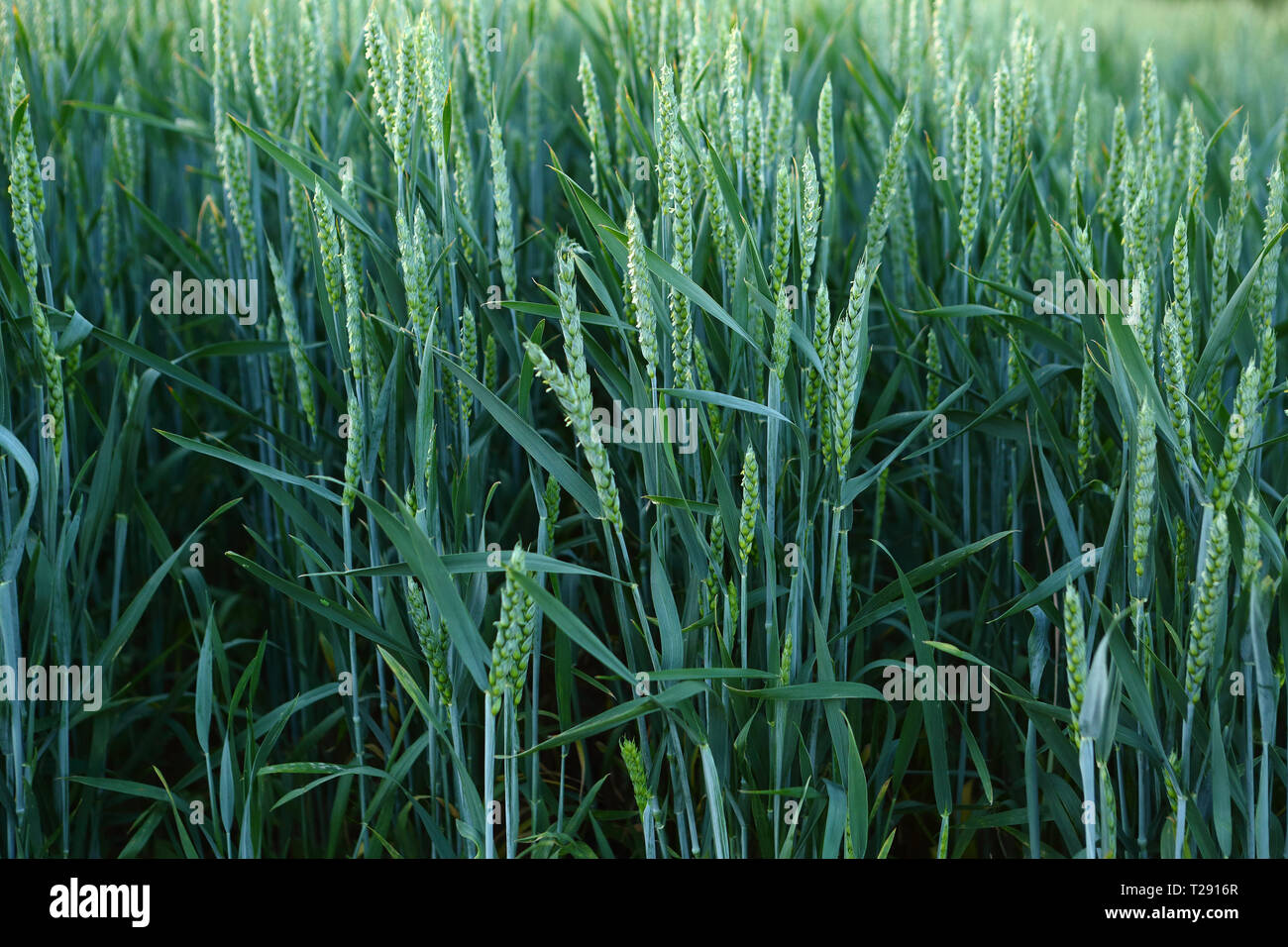 Green wheats growing in row Stock Photo - Alamy