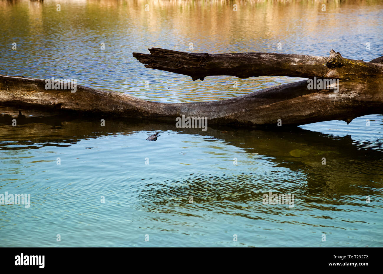 fallen tree rotted in water, meadowlands Stock Photo