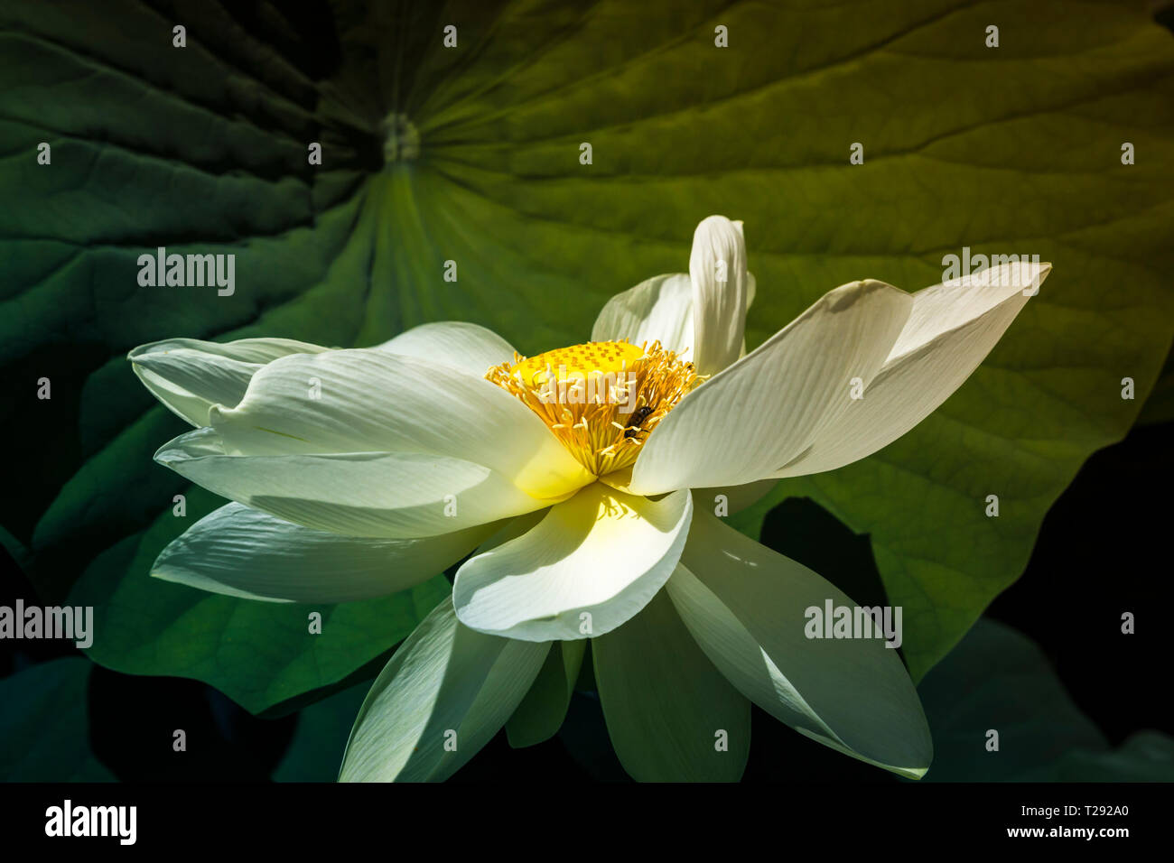 big lotus flower Stock Photo Alamy