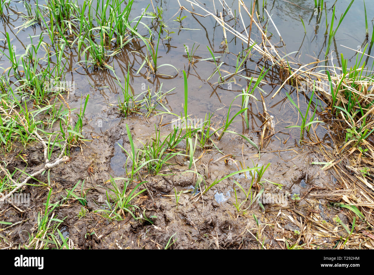 Mud and aquatic plant growth at waters edge Stock Photo