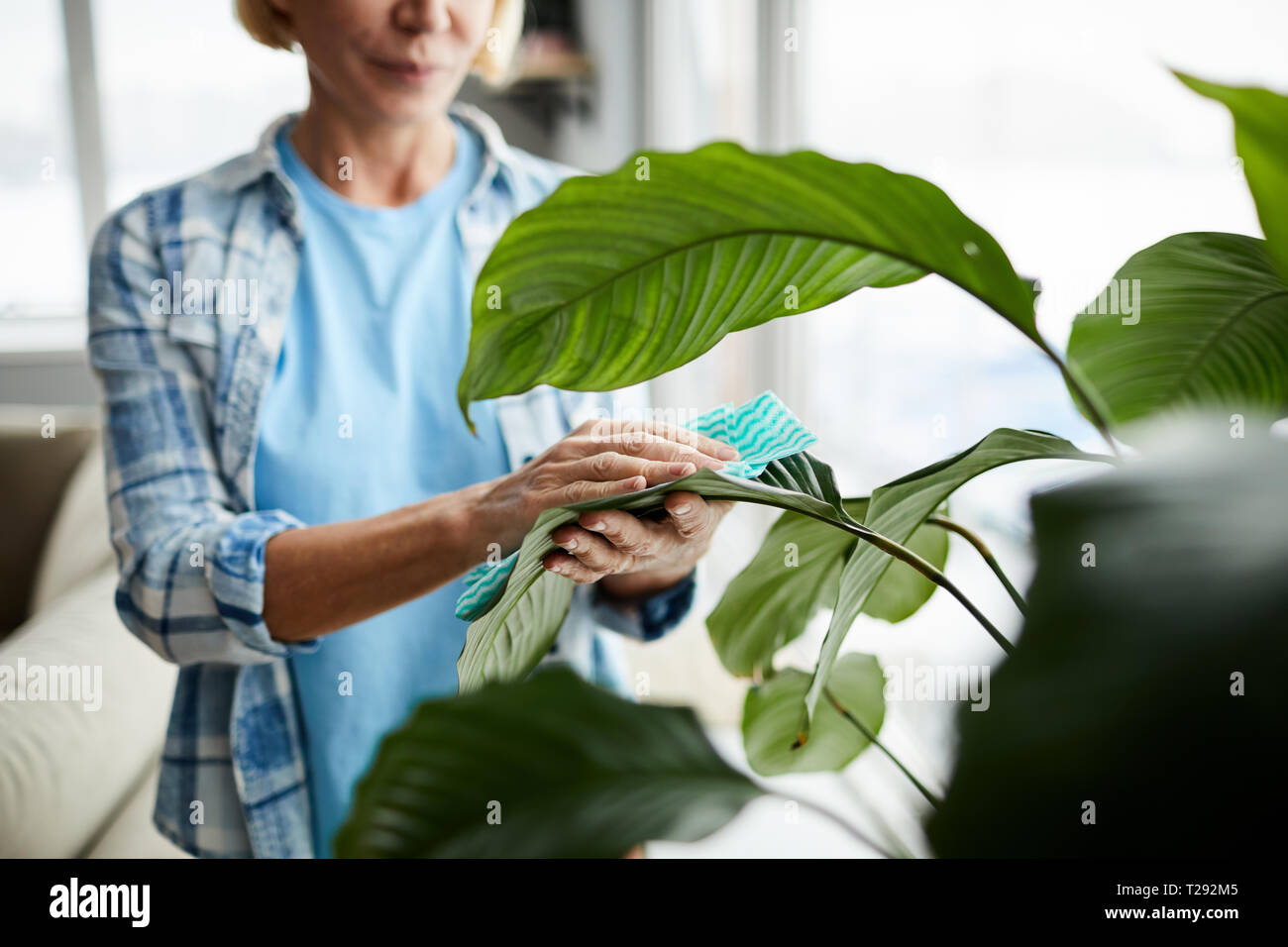 Cleaning leaves of houseplant Stock Photo