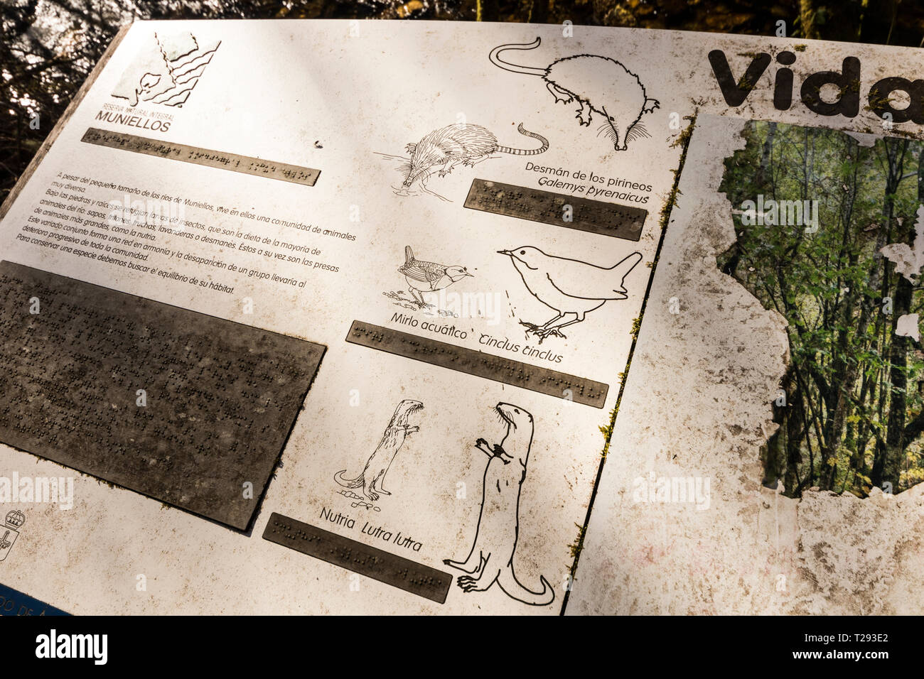 Asturias, Spain. Wildlife sign at the Muniellos Nature Reserve with drawings of an otter, a Pyrenean desman and a white-throated dipper Stock Photo