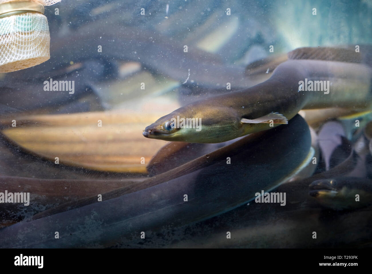 Eels in sargasso sea hires stock photography and images Alamy