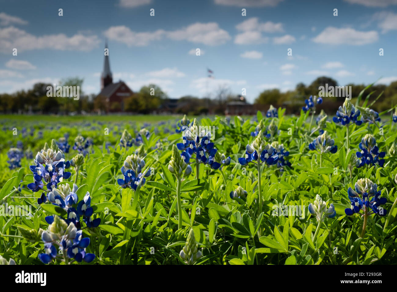 Texas Hill Country bluebonnets bloom in the springtime. USA Stock Photo