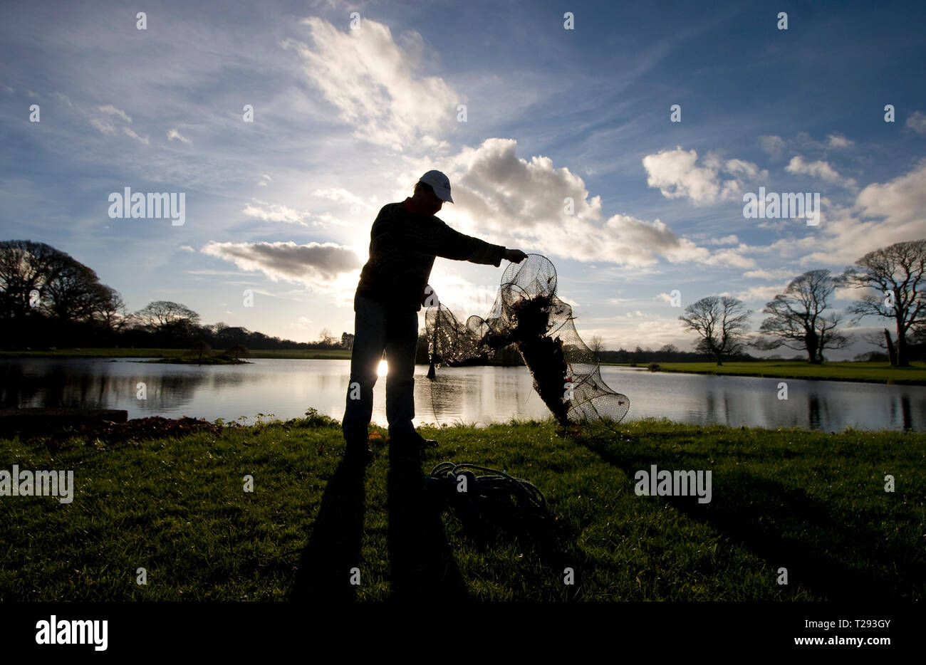 Fisherman David McCreadie clears a traditional fyke net of leaves and debris at the edge of a small inland lake on Anglesey, north Wales, during the fishing season. Once caught, the eels are transferred to tanks before being killed, gutted and prepared for market at Mr McCreadie's Derimon Smokery on the island. With a reported 95 per cent drop in eel numbers across England and Wales, there is concern that this age-old tradition may be under threat. Stock Photo