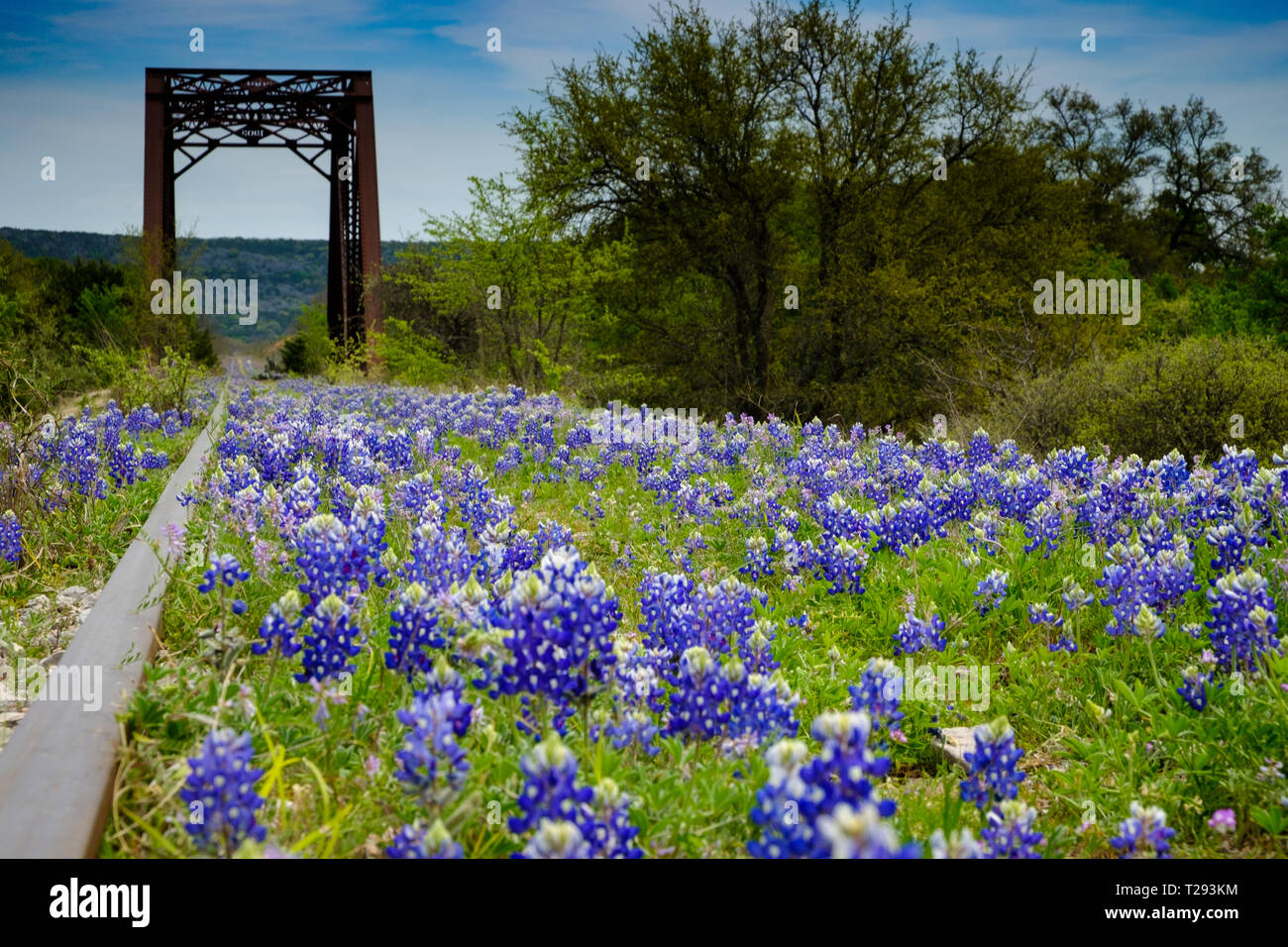 Bluebonnets bloom along abandoned railroad tracks in the Texas Hill Country between Austin and San Antonio. USA. Stock Photo