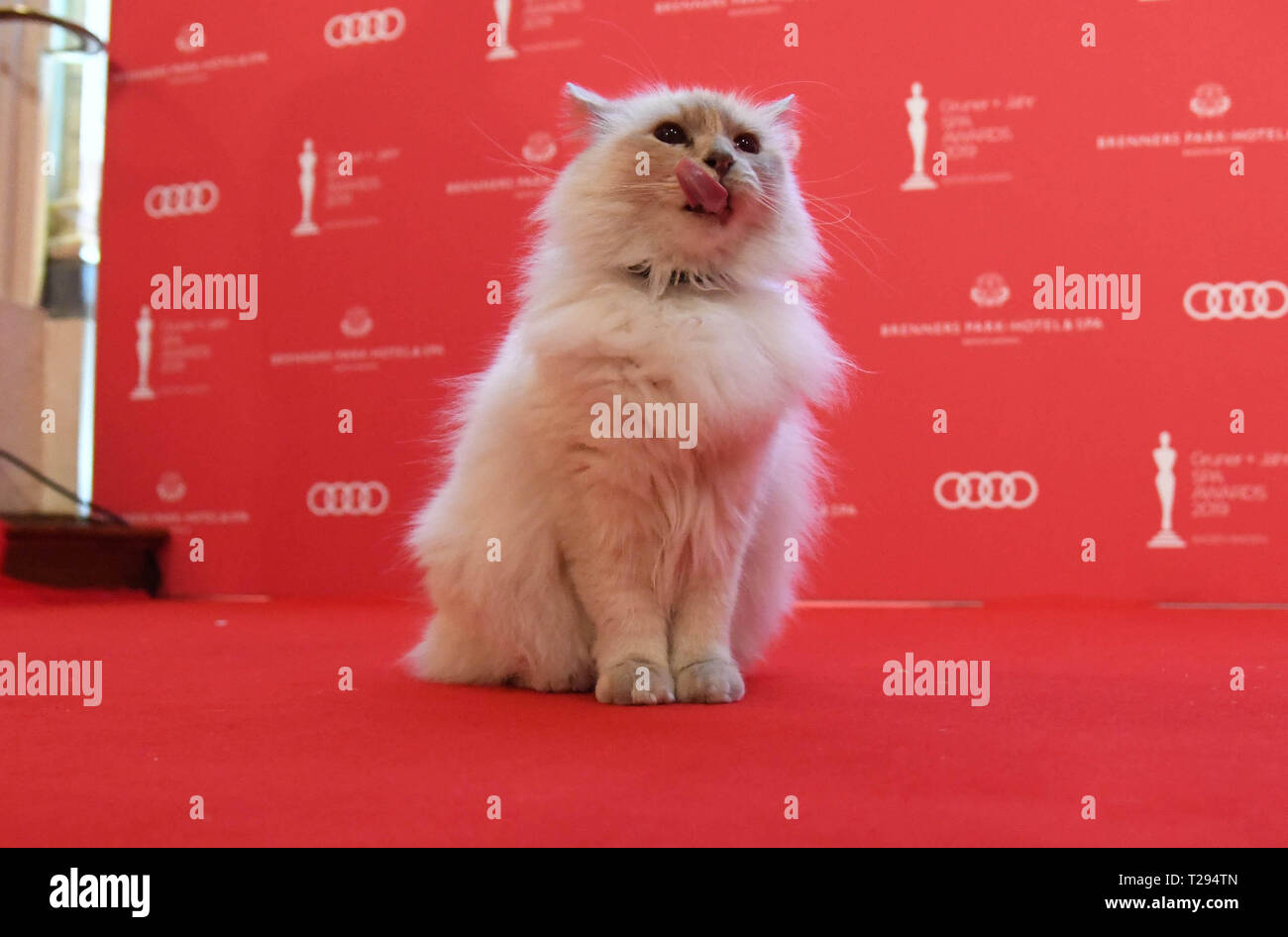 Baden Baden Germany 30th Mar 2019 Cleopatra Hotel Cat - 