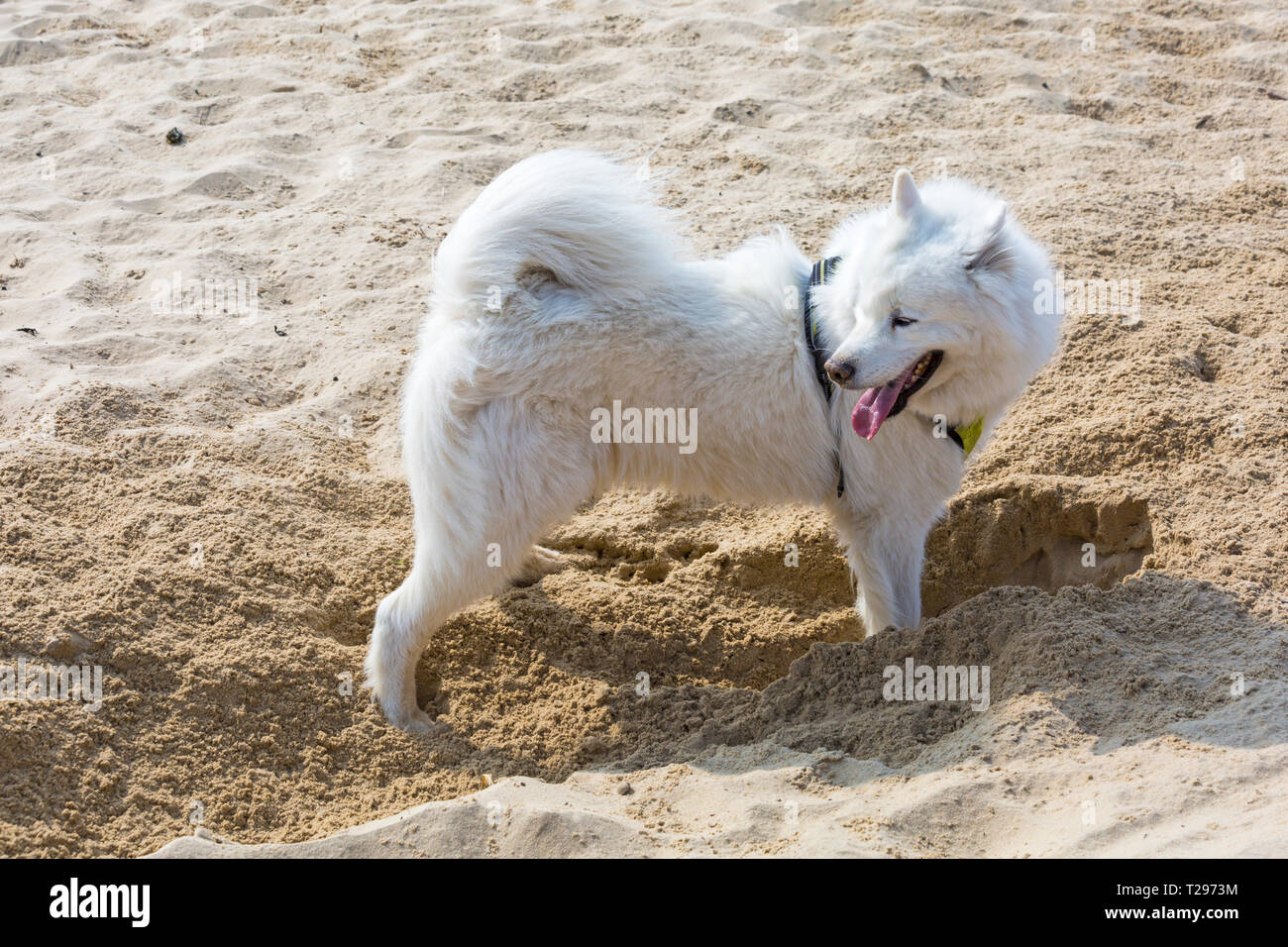 Why Is My Dog Digging Holes And Lying In Them