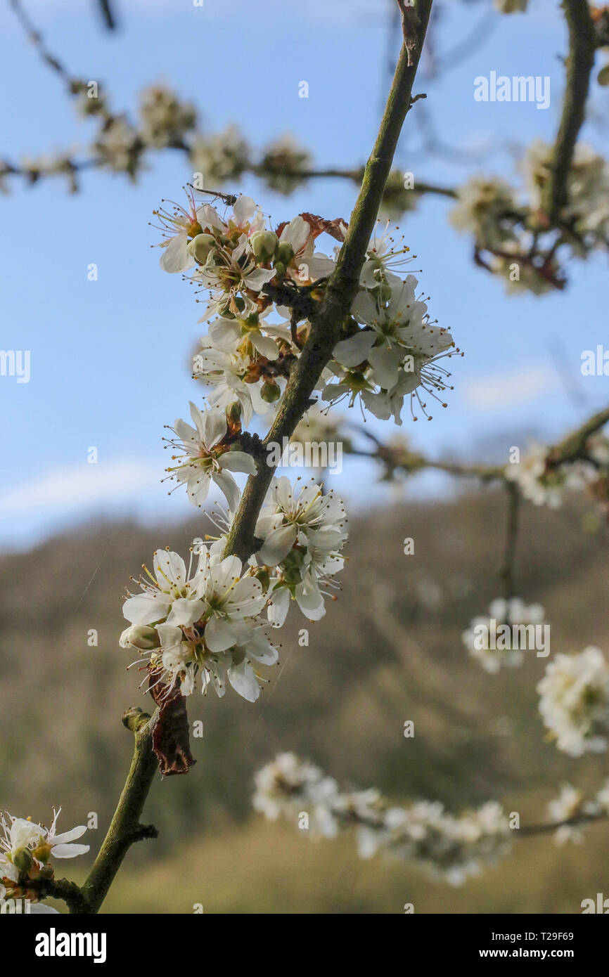 River Quoile, Downpatrick, County Down, Northern Ireland. 31 March 2019 ...