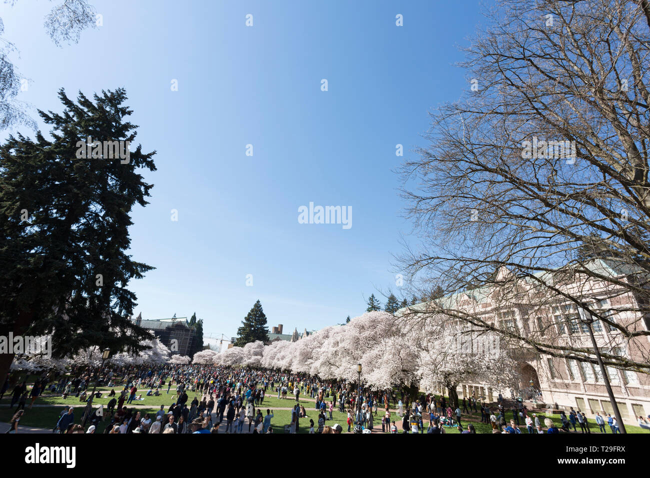 Seattle, Washington: Thousands of visitors gather at the University of Washington Quad as the cherry trees reach peak bloom. Initially planted at the Washington Park Arboretum in 1939, the thirty Yoshino cherry trees were moved onto the Liberal Arts Quadrangle in 1962 where they draw visitors from all over the world each spring. Credit: Paul Christian Gordon/Alamy Live News Stock Photo
