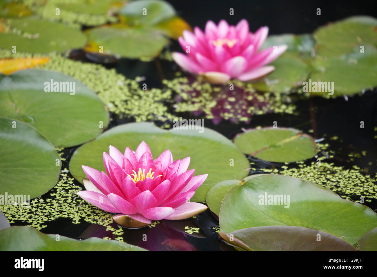 Nymphaea 'James Brydon' Water Lily Stock Photo