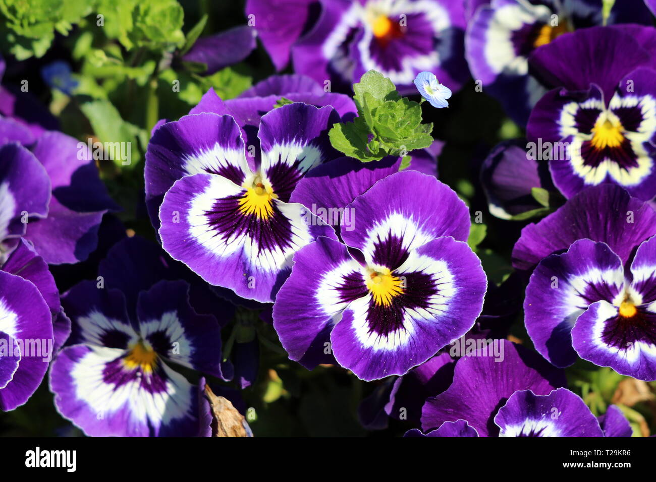 Dark Purple Flower Names