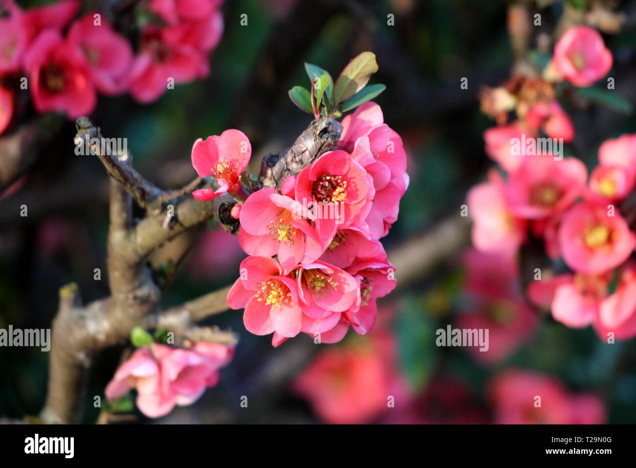 Maules quince or Chaenomeles japonica flowering quince growing as