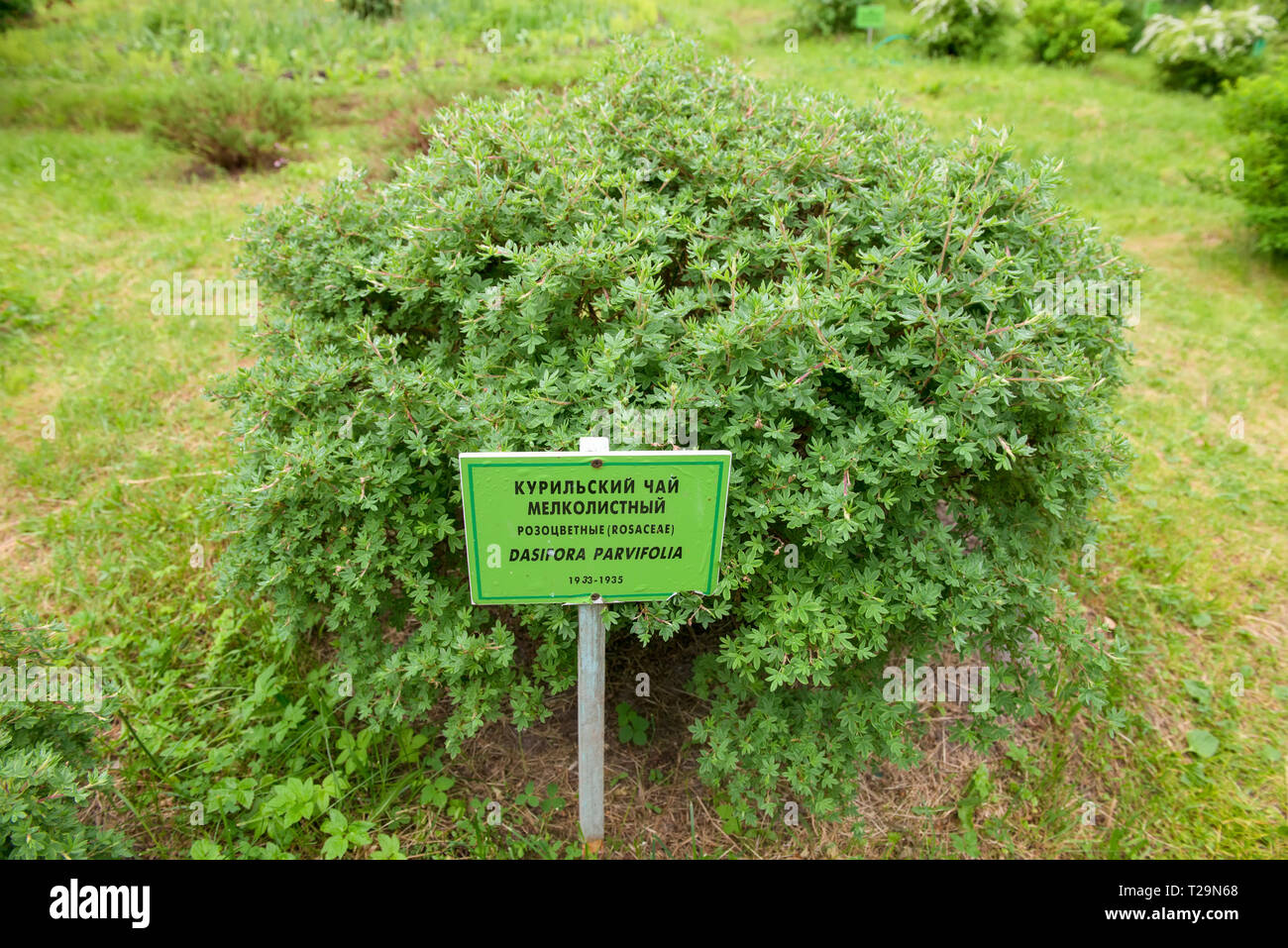 Bush Kuril tea fine-leaved (Dasiphora Parvifolia) Stock Photo