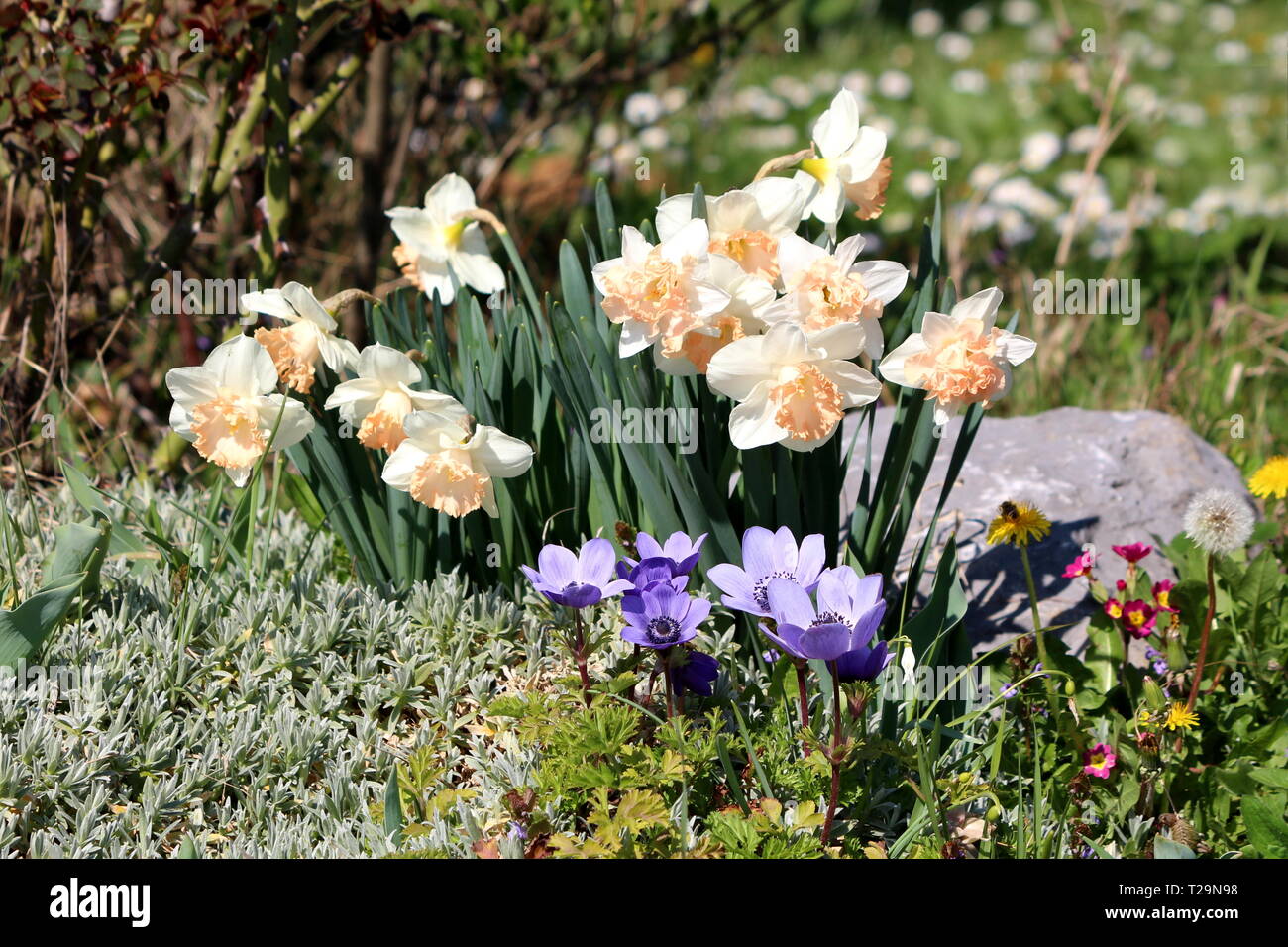 Narcissus or Daffodil or Daffadowndilly or Jonquil perennial herbaceous bulbiferous geophytes flowering plants with white flowers and pink center Stock Photo