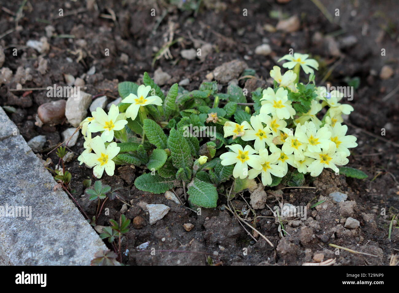 Primrose Or Primula Vulgaris Or Common Primrose Or English Primrose Small Yellow Flowers With Thick Dark Green Leaves Surrounded With Wet Soil Stock Photo Alamy