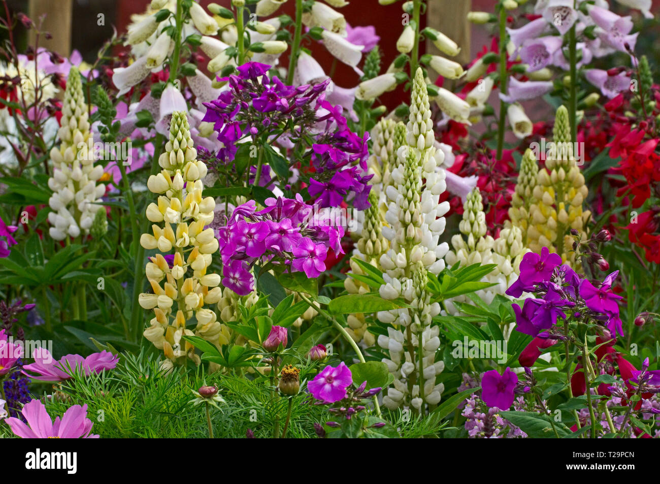 Colourful and attractive flower border in close up with mixed planting including lupins, cosmos, phlox and foxgloves Stock Photo