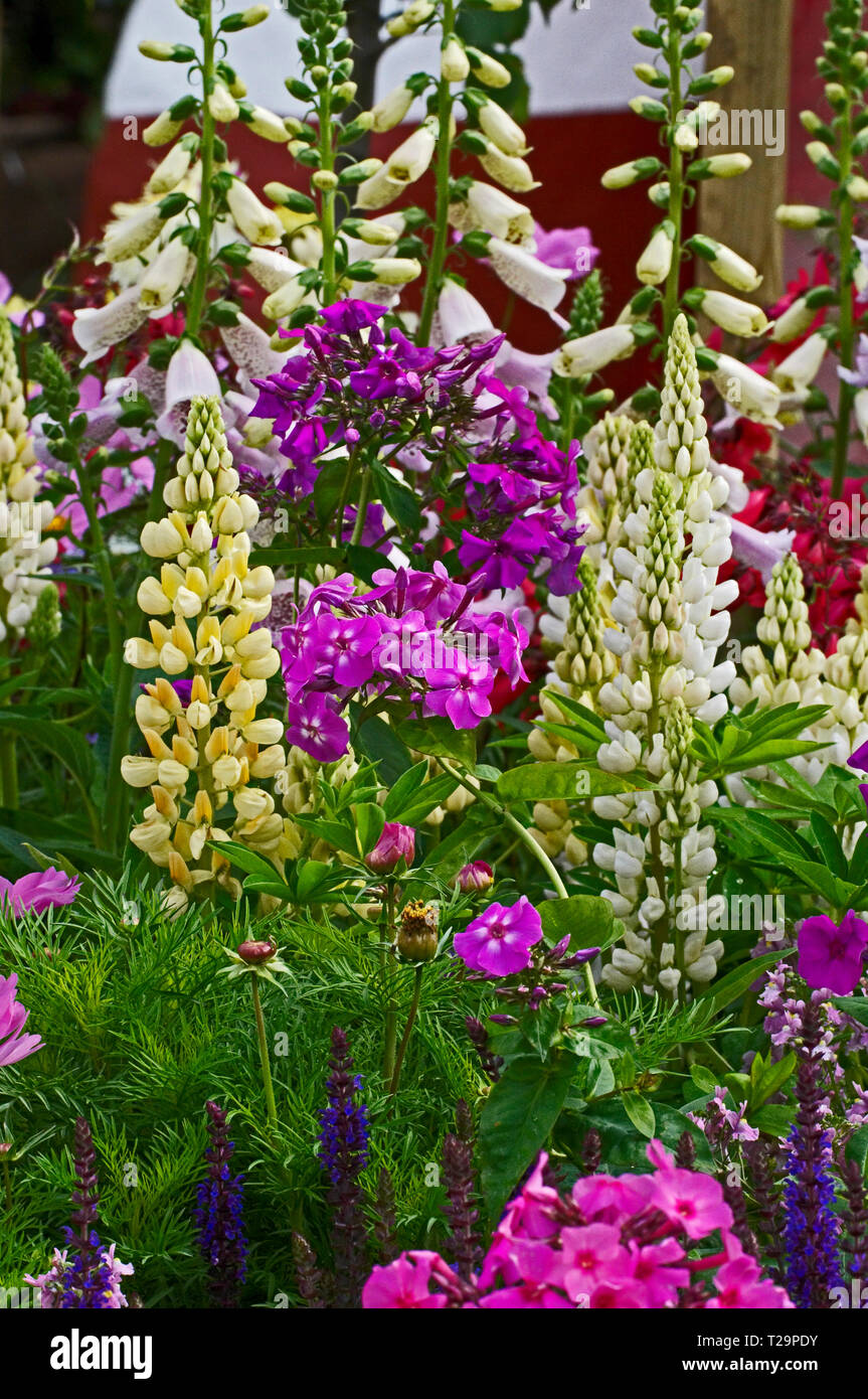 Colourful and attractive flower border with mixed planting including lupins, cosmos, phlox and foxgloves Stock Photo