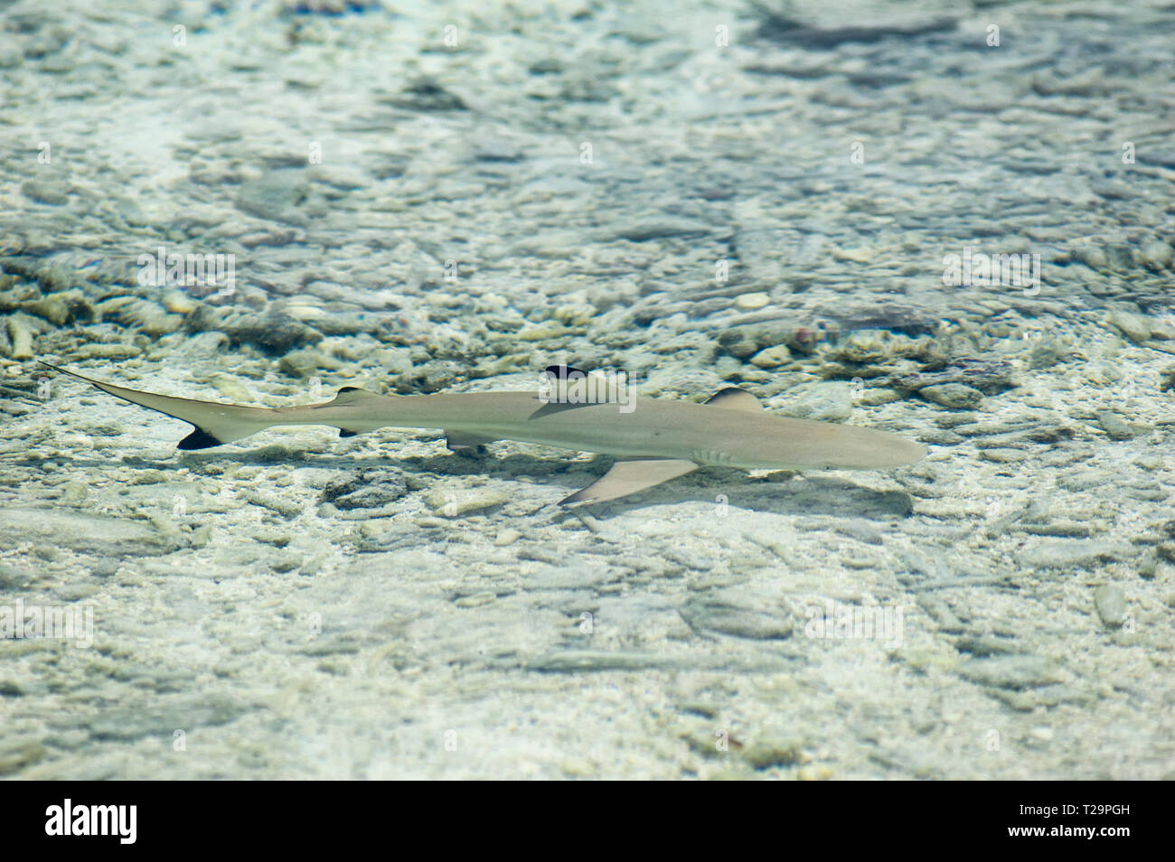 Baby black tip shark hires stock photography and images Alamy