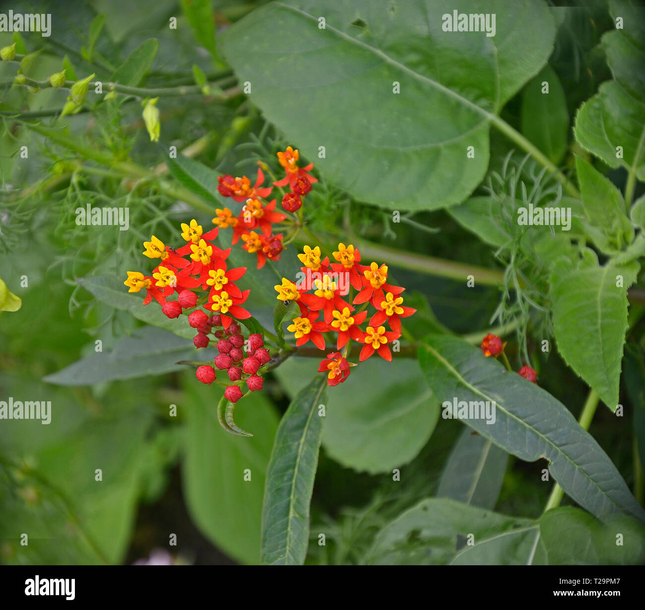 Close up of a Asclepias Silky Deep Red in a flower border Stock Photo