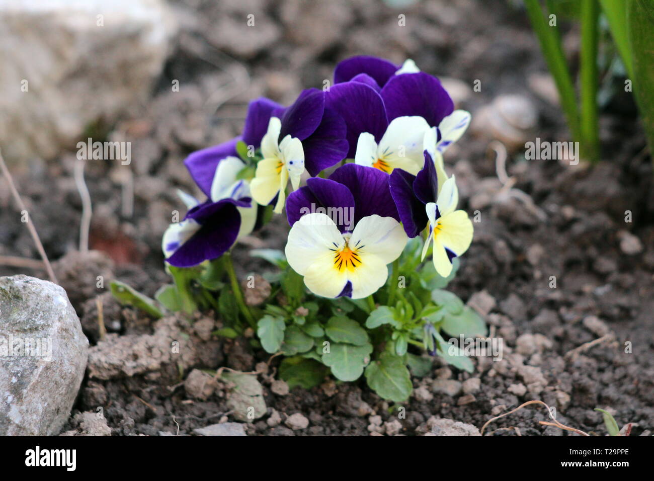 Wild pansy or Viola tricolor or Johnny jump up or Heartsease or Hearts ease or Hearts delight or Tickle my fancy or Jack jump up and kiss me Stock Photo