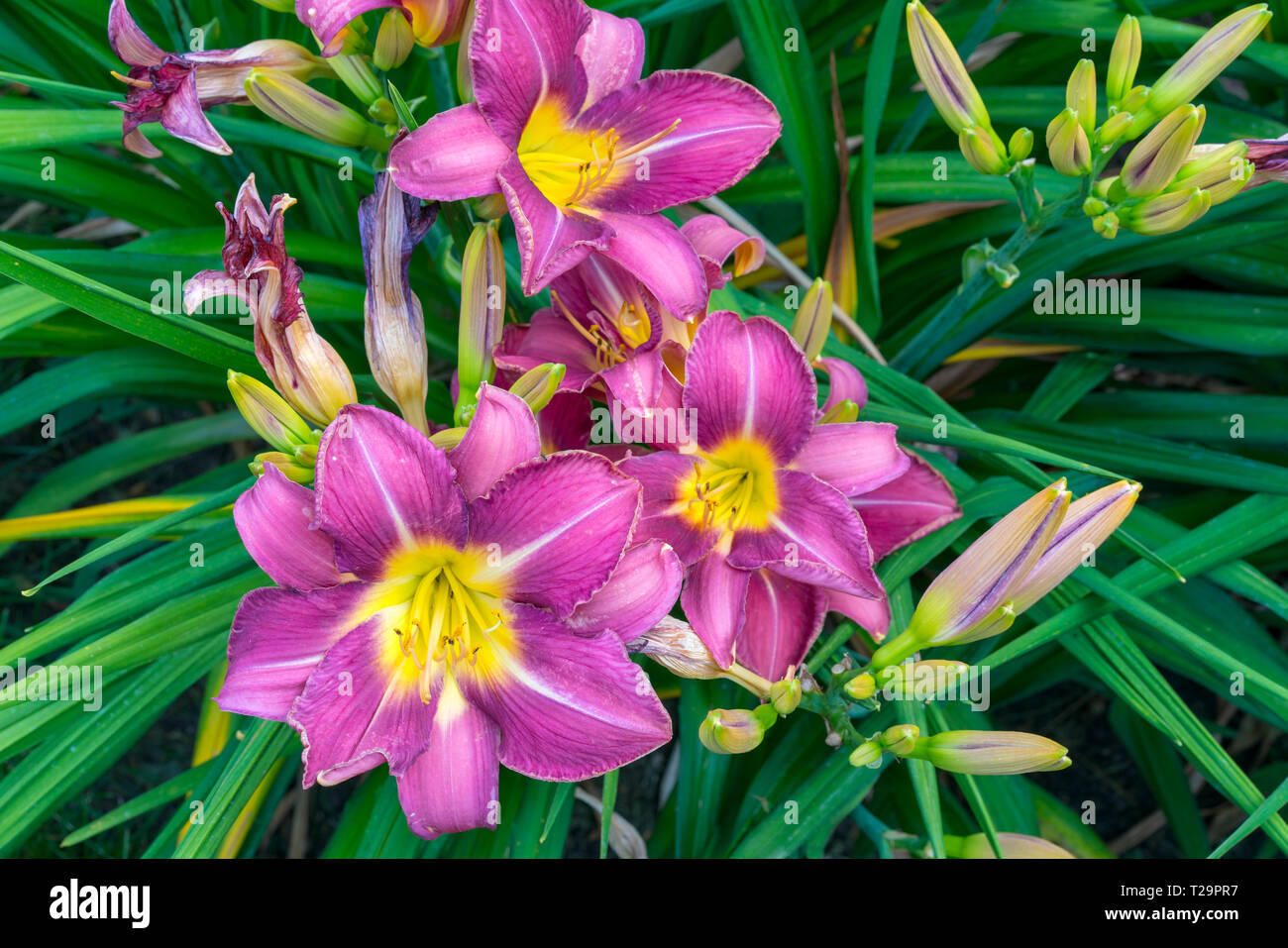 Lilies of the field hi-res stock photography and images - Alamy