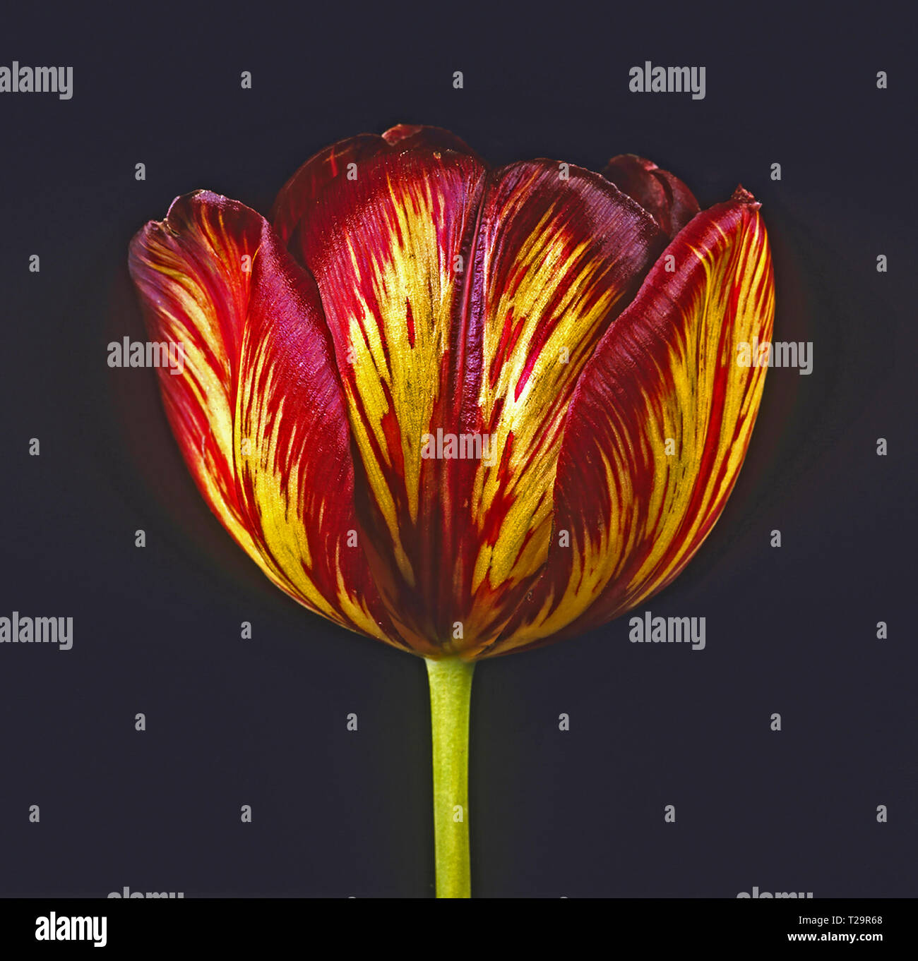 Studio portrait of the English Florist Tulip 'Lord Stanley Flame' Stock Photo