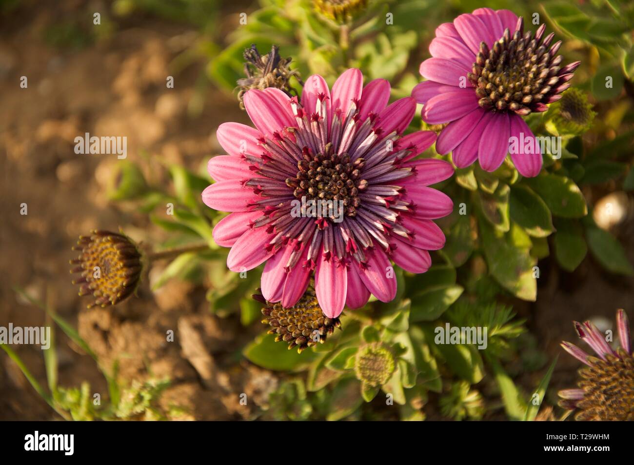 purple blossom african daisies bush, bright magenta color Stock Photo Alamy