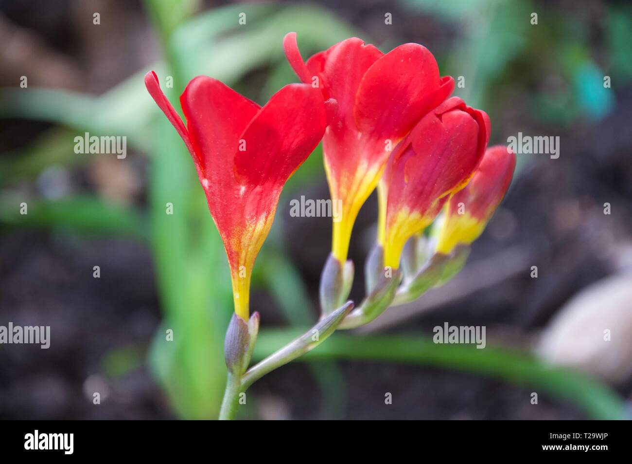 Flowering red and yellow plant freesia in public garden Stock Photo