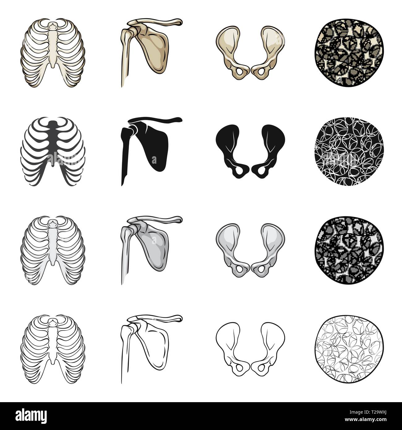 rib,femur,hip,osteoporosis,cage,pelvis,joint,cell,xray,tissue,body,pelvic,surgery,connective,spine,healthy,cartilage,sternum,leg,structure,breastbone,calcium,musculoskeletal,joints,system,driftwood,tendon,movement,medicine,clinic,biology,medical,bone,skeleton,anatomy,human,organs,set,vector,icon,illustration,isolated,collection,design,element,graphic,sign Vector Vectors , Stock Vector