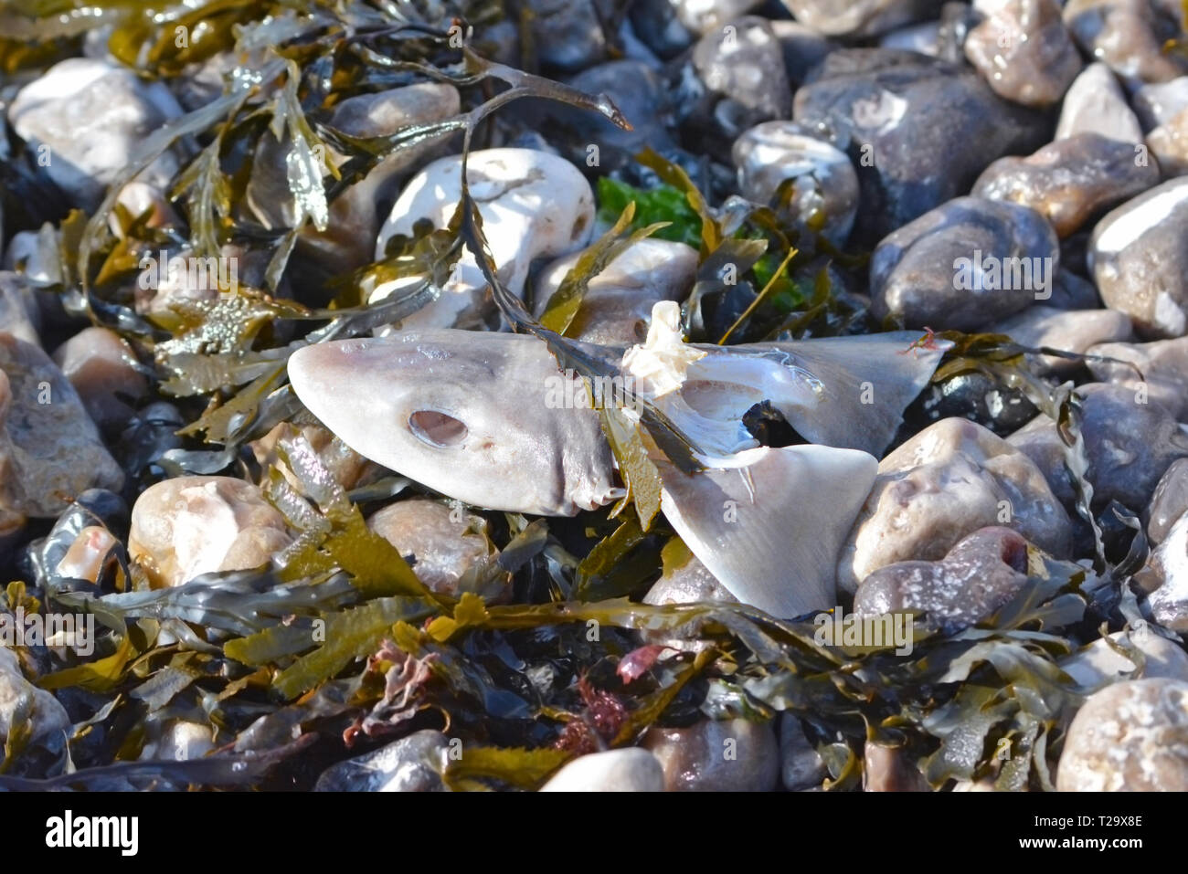 Fish head thrown away by fishing vessels as waste and washed ashore or public tourist beach Stock Photo