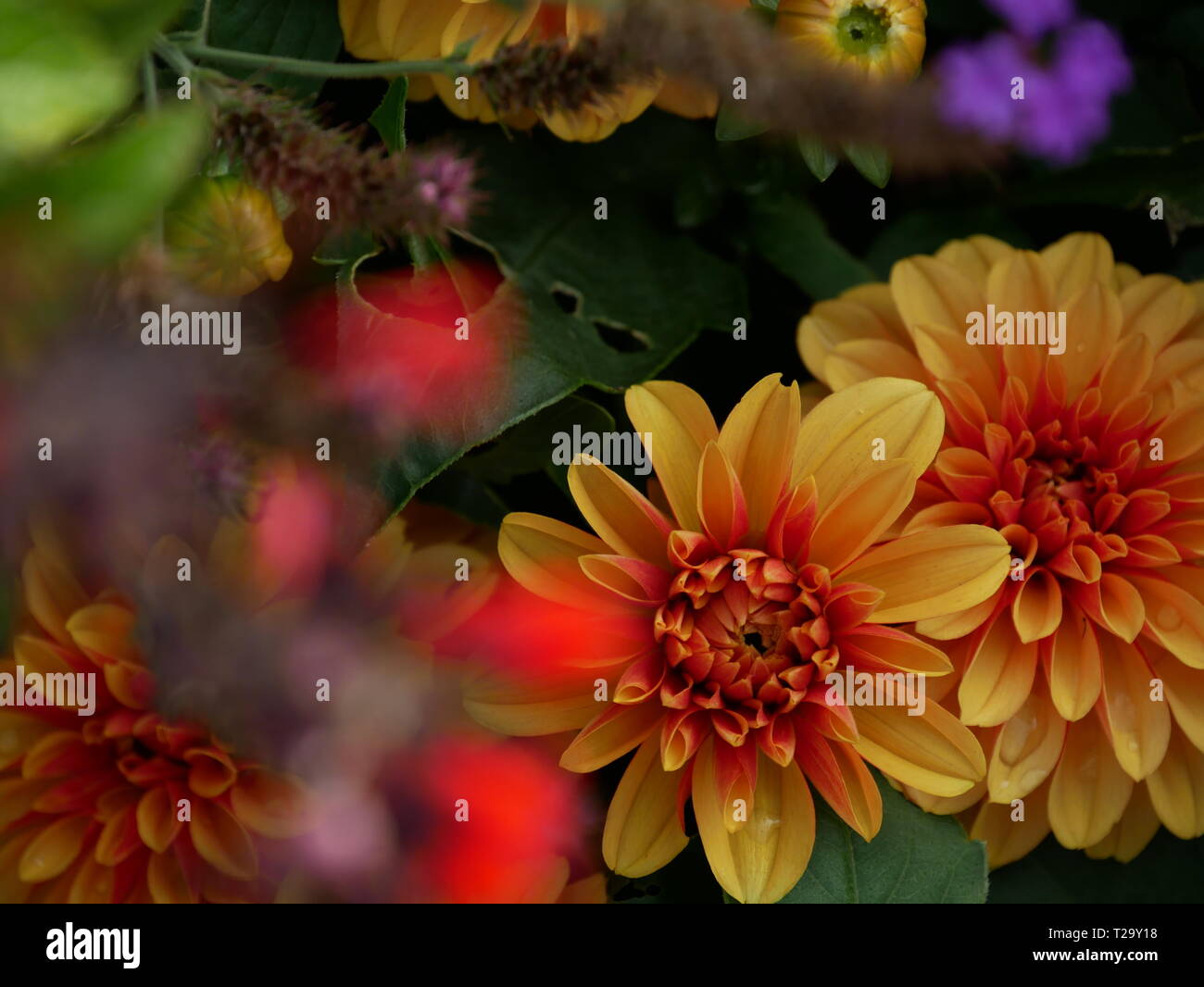 Flower meadow with flowers Stock Photo - Alamy