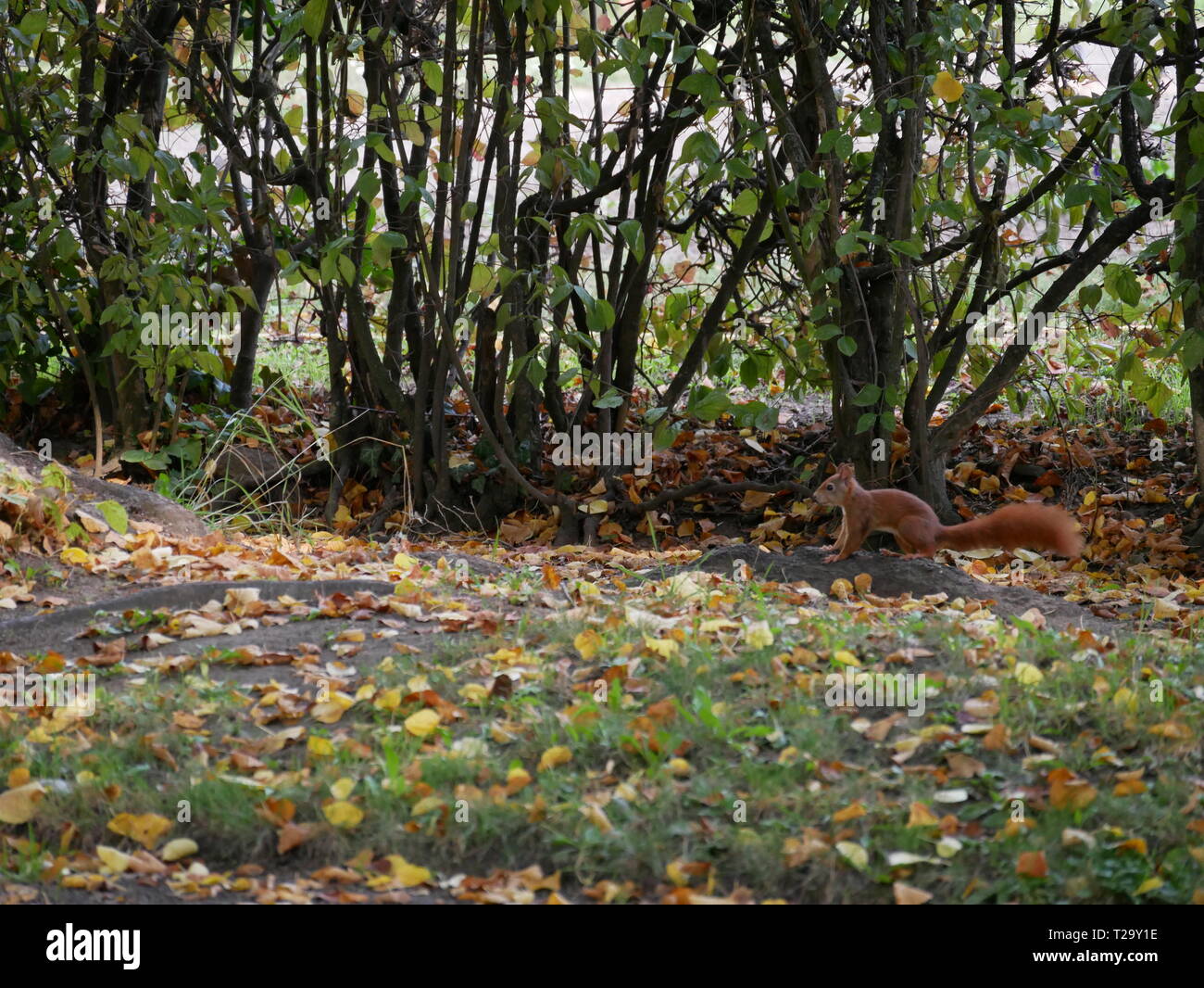 Squirrel running through the garden Stock Photo