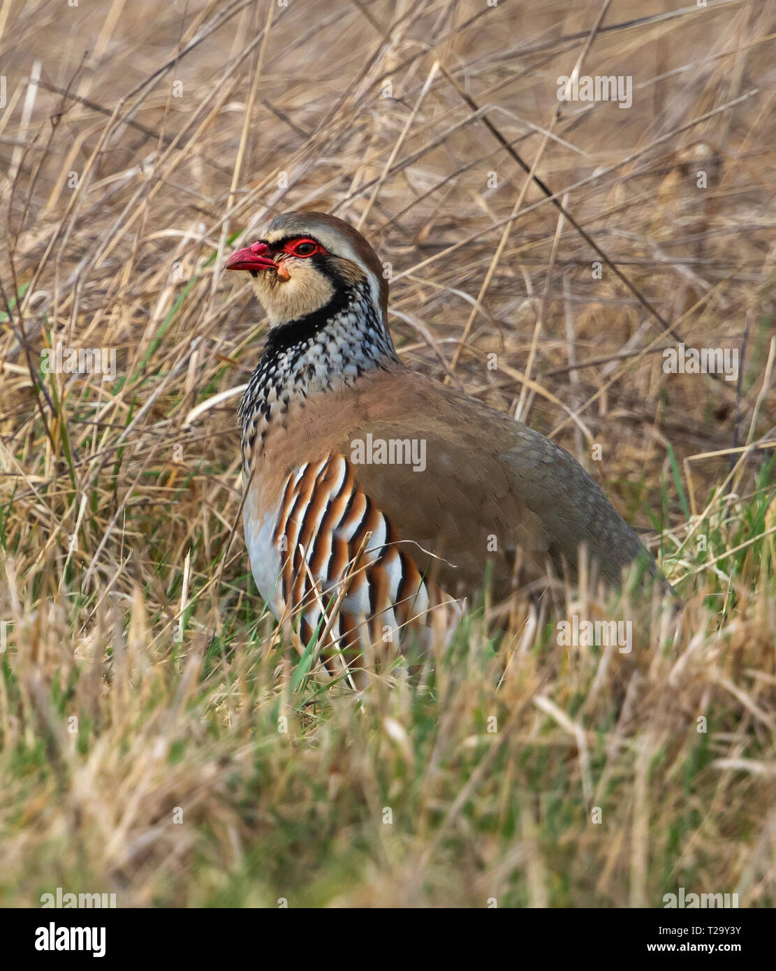 Red Legged Partridge in the Cotswolds grassland Stock Photo