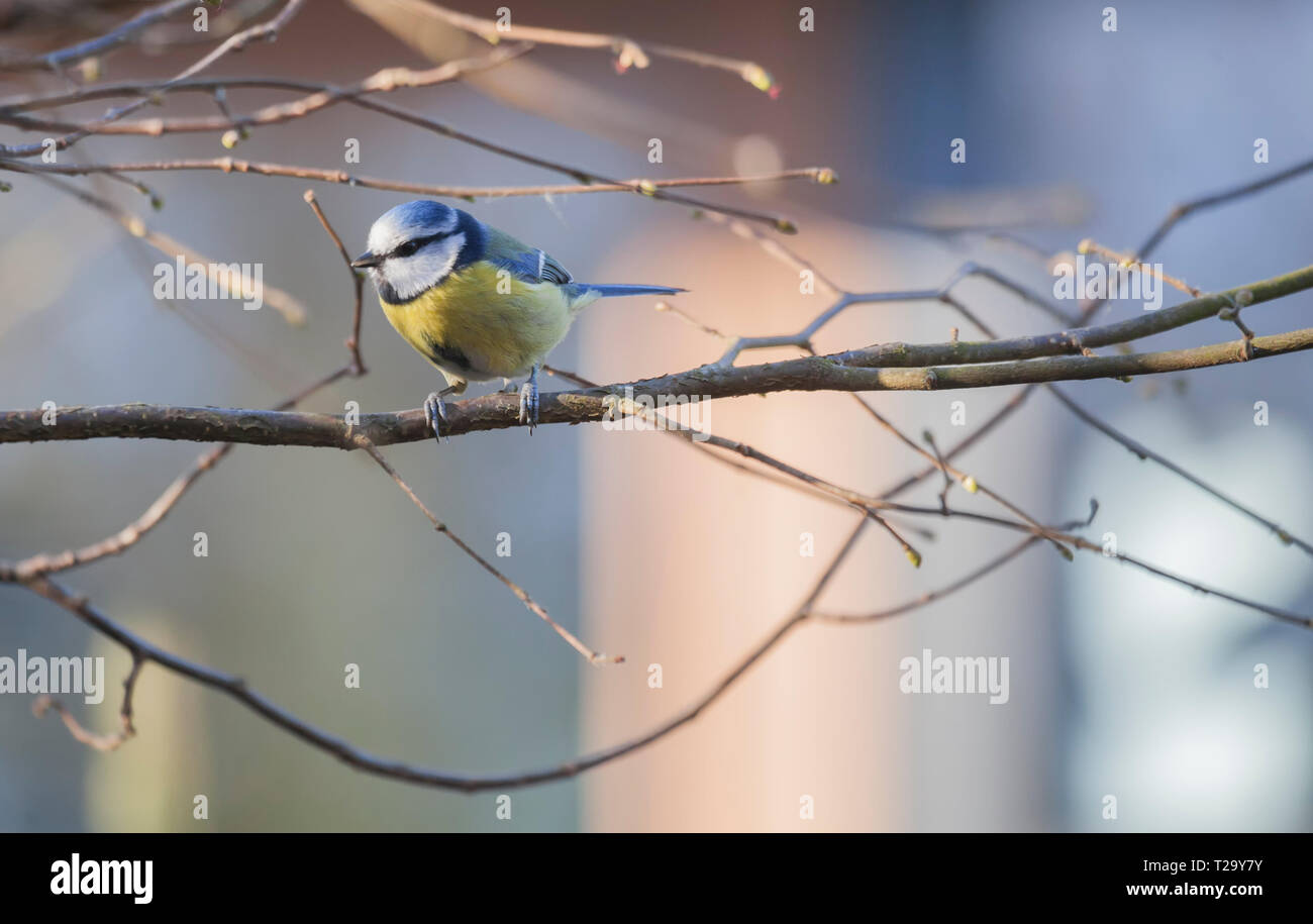 Blue Tit against a beautiful blurred background Stock Photo