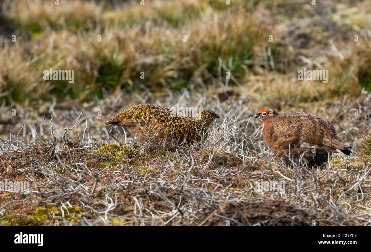 Breeding pair of Red Grouse in Spring Time.  In natural moorland habitat. The hen on the left and male or cockbird on the right.  Blurred background.  Stock Photo